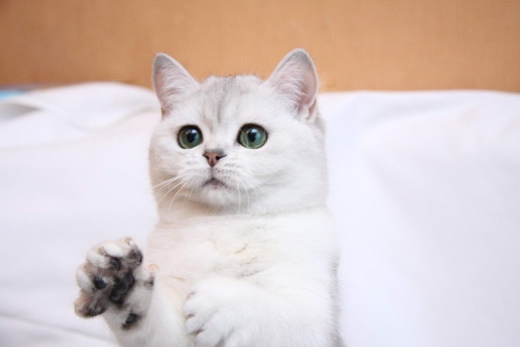 Британская длинношерстная шиншилла