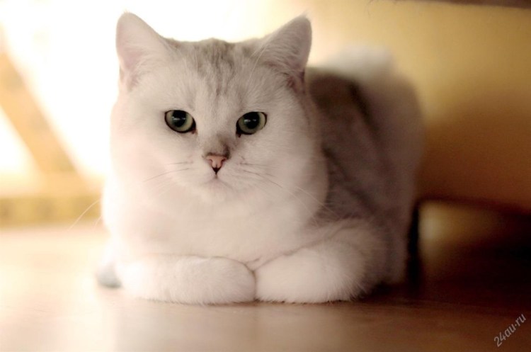 Британская шиншилла серебристая затушеванная