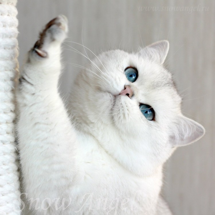 Кошка Британская шиншилла Коби