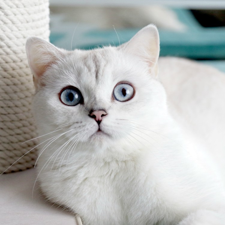 Белая Британская шиншилла Коби