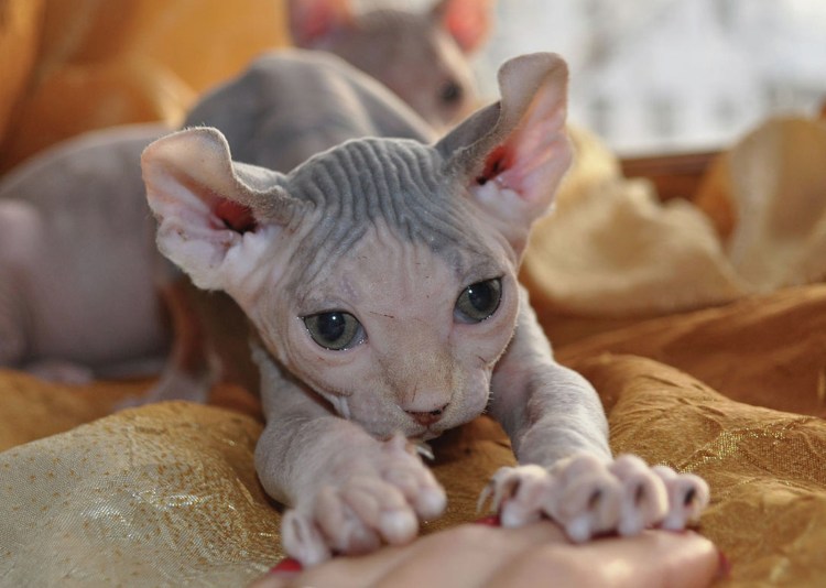 Порода украинский левкой