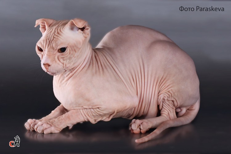 Кошки породы украинский левкой
