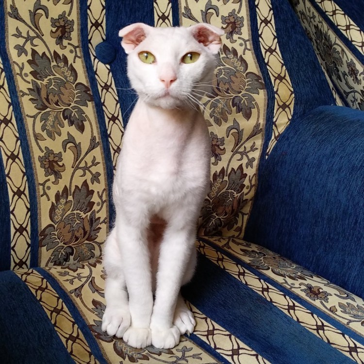 Украинский левкой браш