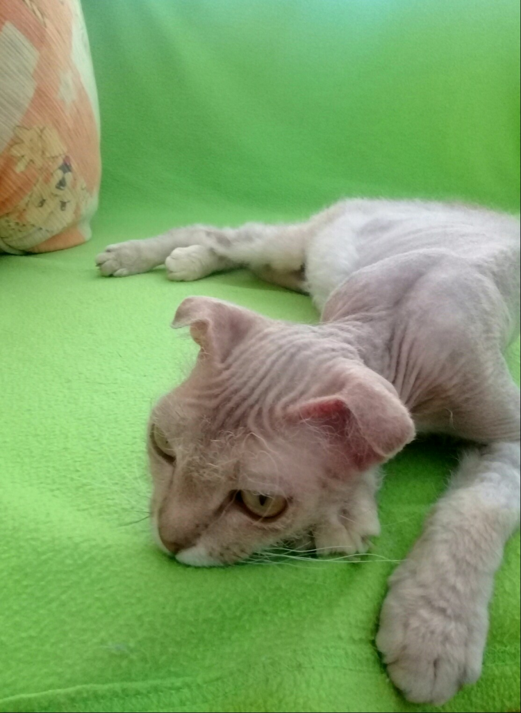 Порода левкой сфинкс