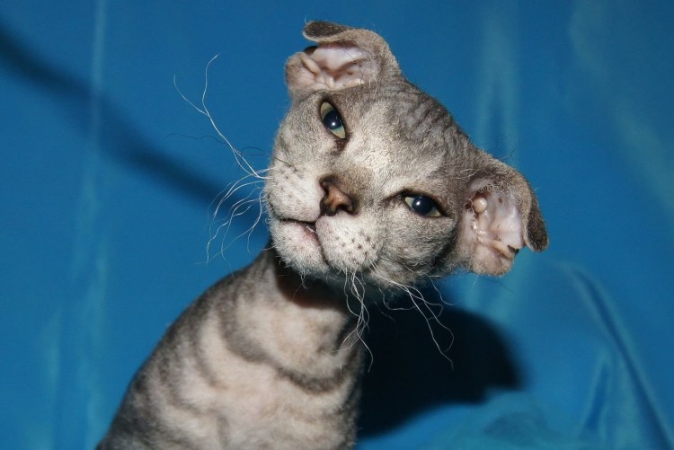 Сфинкс украинский левкой