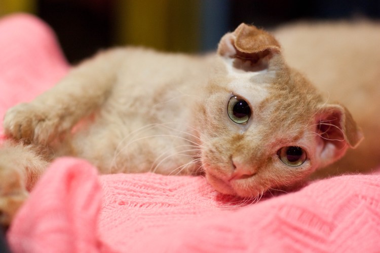 Украинский левкой браш