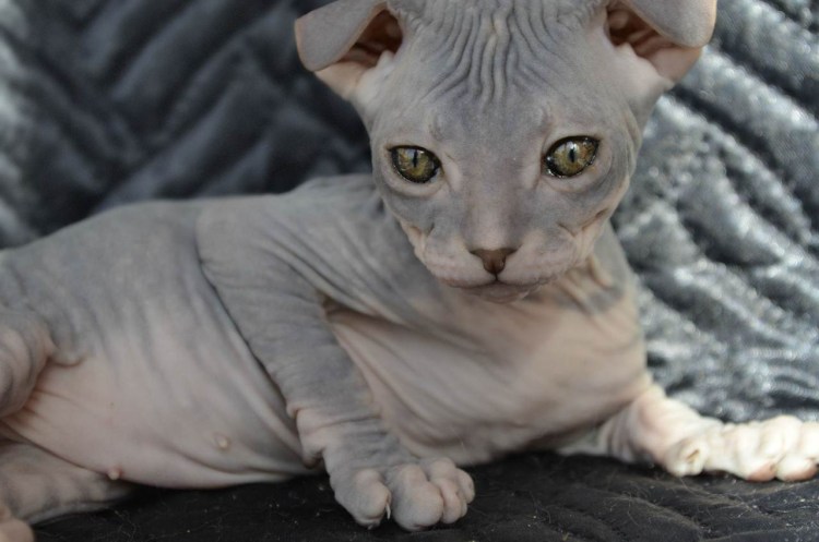 Сфинкс украинский левкой