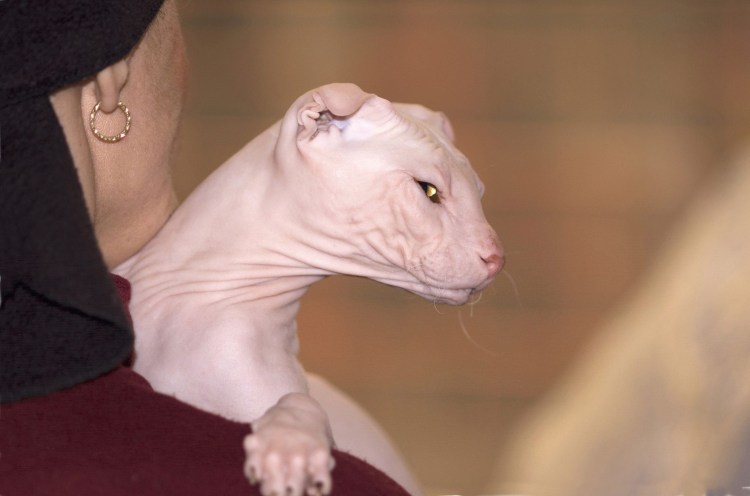 Порода левкой сфинкс