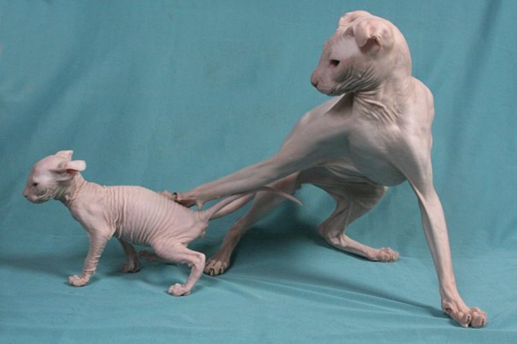 Сфинкс украинский левкой