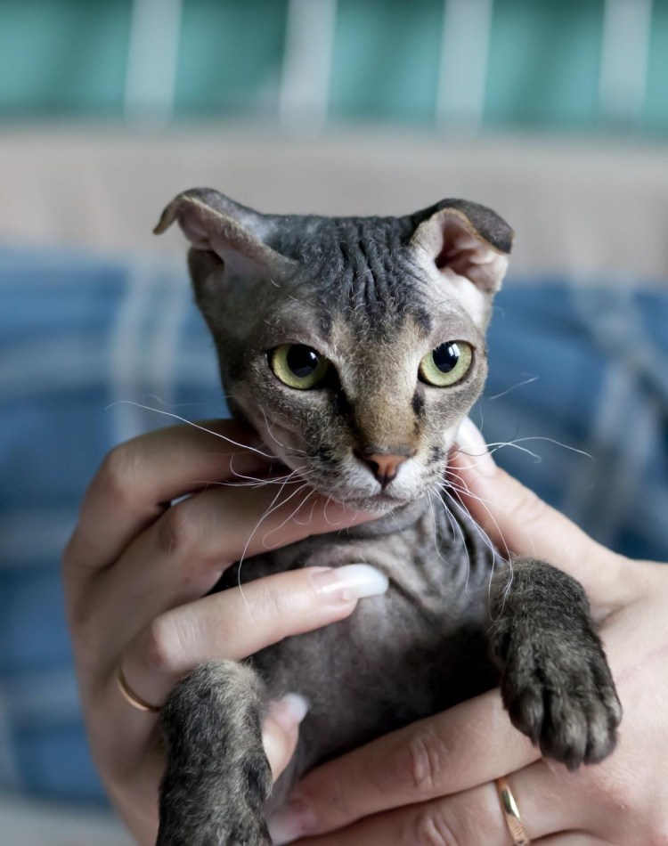 Лысая украинская левкоя и рекс кудрявый метис