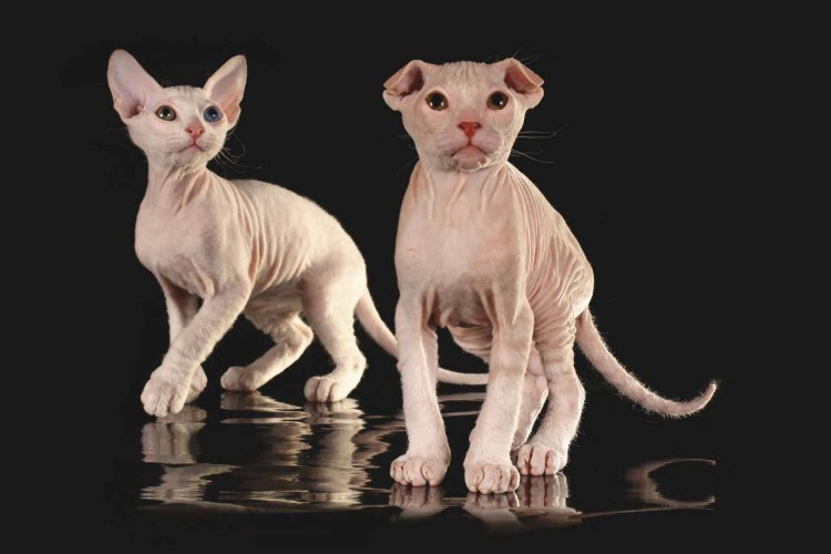 Сфинкс левкой вислоухий