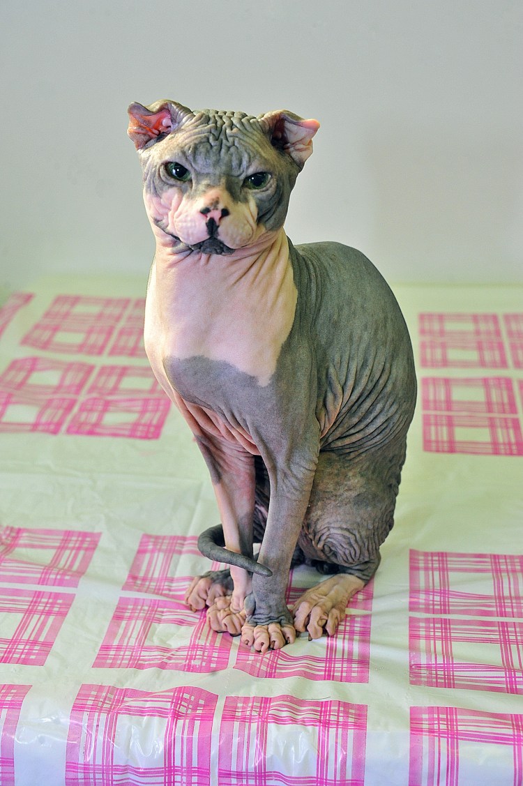 Украинский левкой кошка