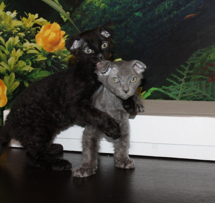 Украинский левкой