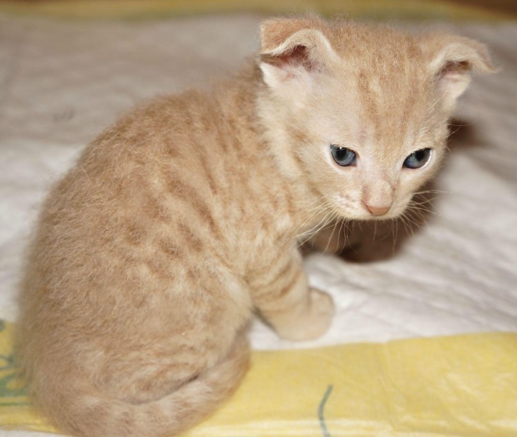 Вислоухий сфинкс украинский левкой