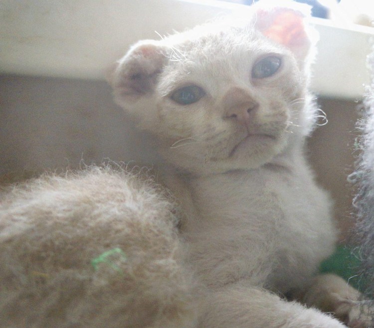 Сфинкс украинский левкой