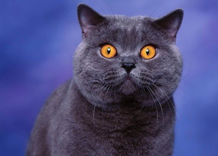 Британская кошка