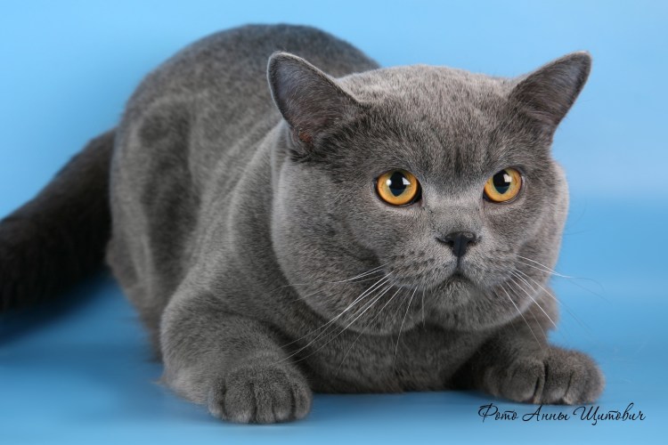 Британская короткошёрстная кошка