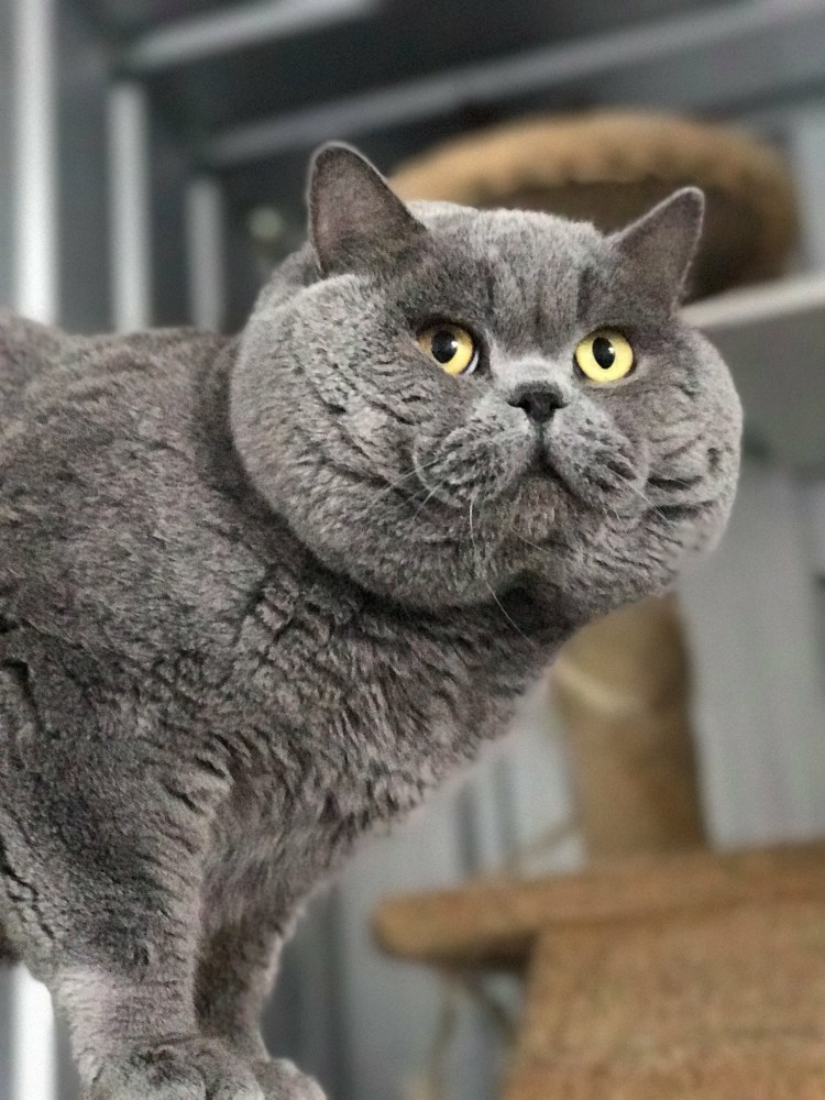 Британская короткошёрстная кошка