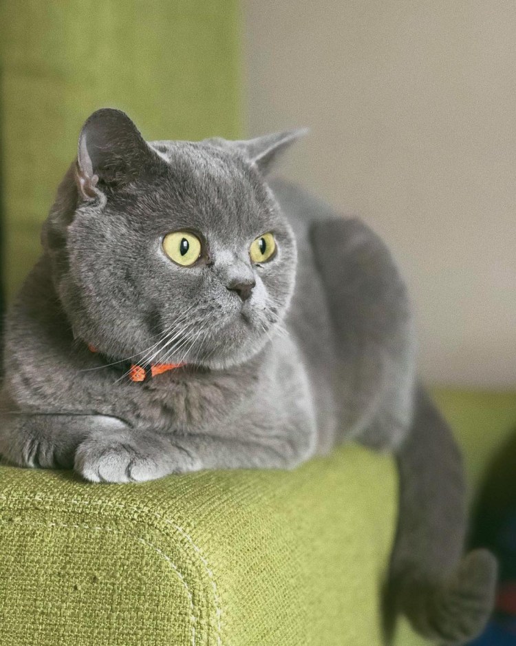 Британец кошка