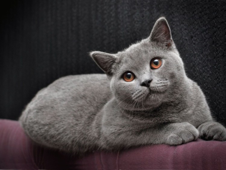 Британская короткошёрстная кошка