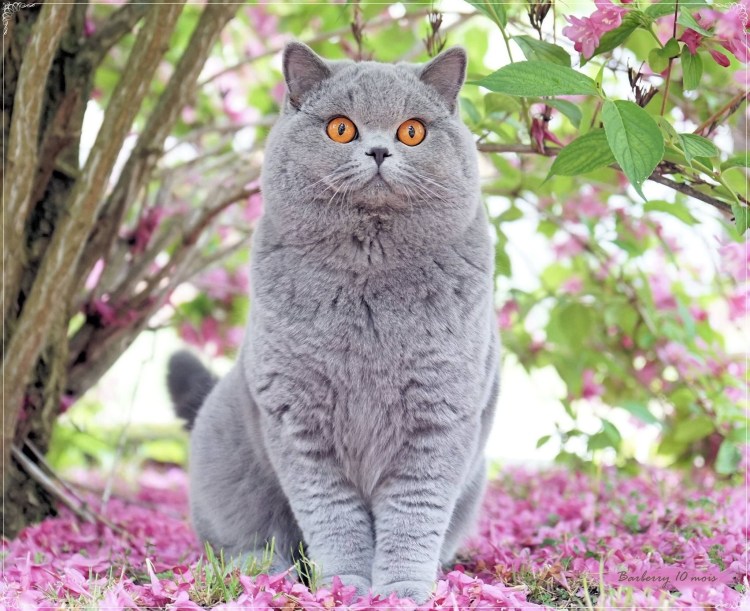 Британская короткошёрстная кошка