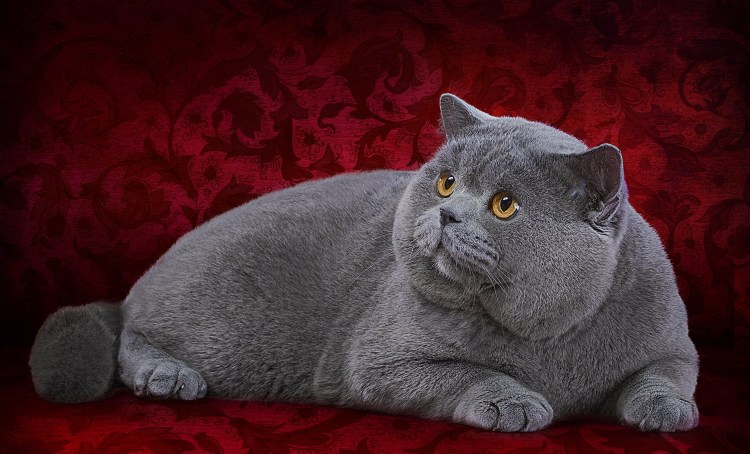 Кот породы британец