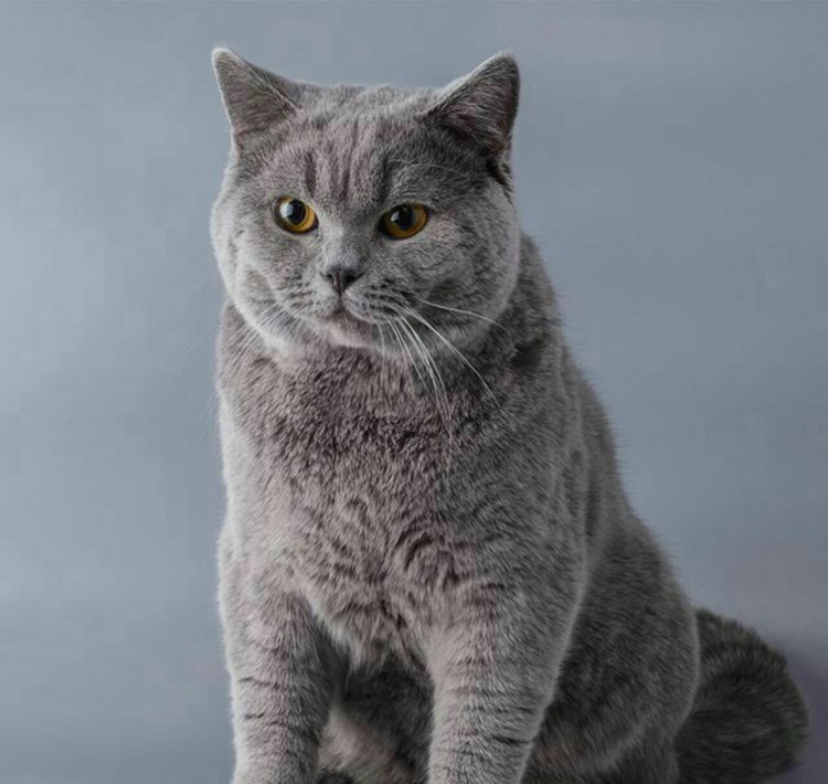 Картезианская кошка британец