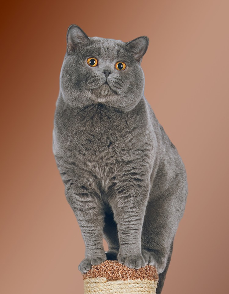 Британская короткошёрстная кошка голубая