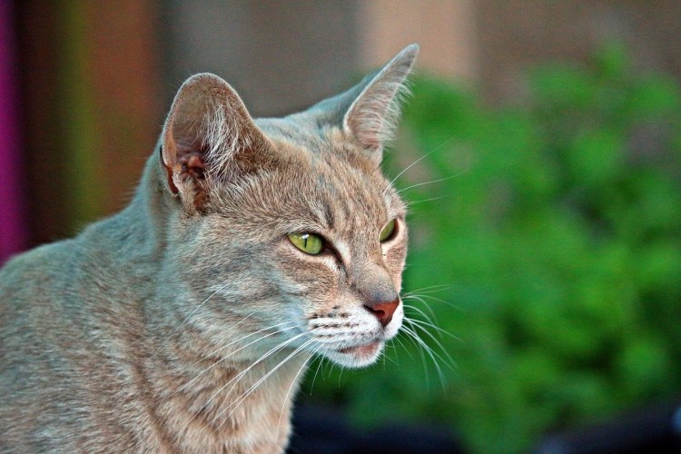 Коты Яванез