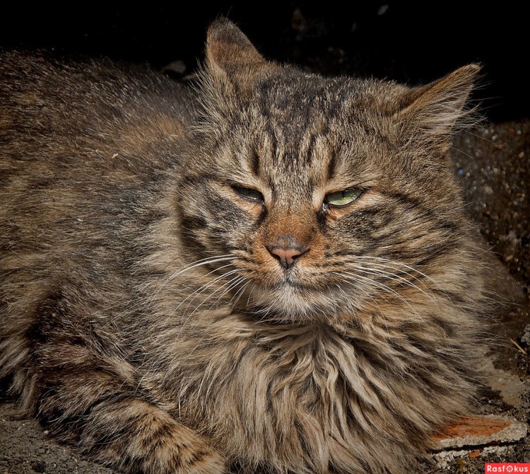 Порода бойцовских котов