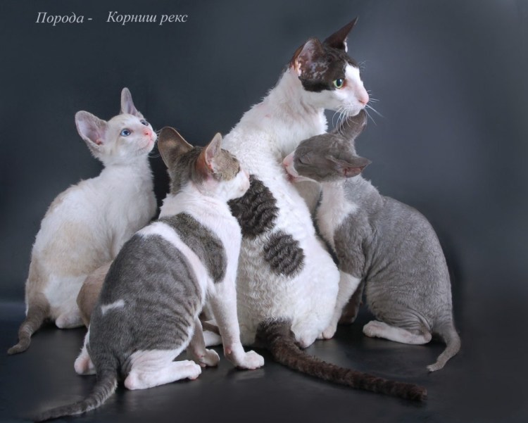 Амстафф и питбуль