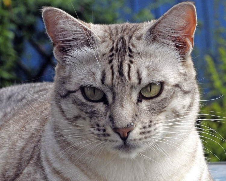 Ашера кошка фото с человеком