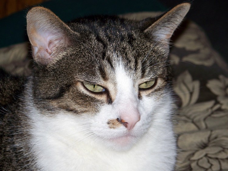 Необычная Дружба между животными