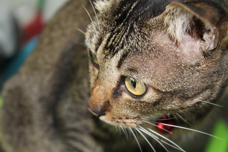 Матерый рыжий кот