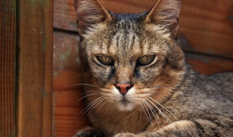 Кот помоешный