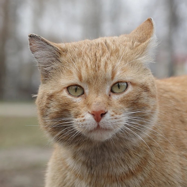 Матерый кот