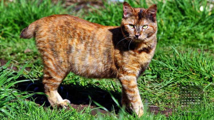 Бойцовские кошки