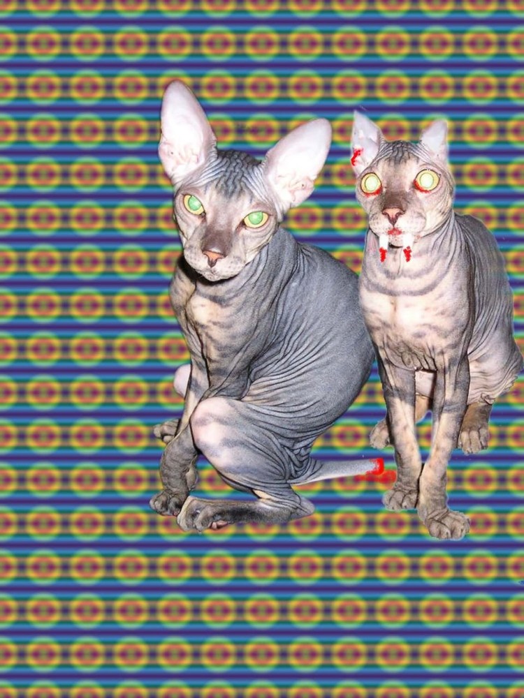 Черная ягуарунди