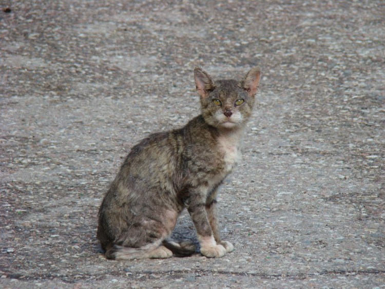 Бойцовые породы котов