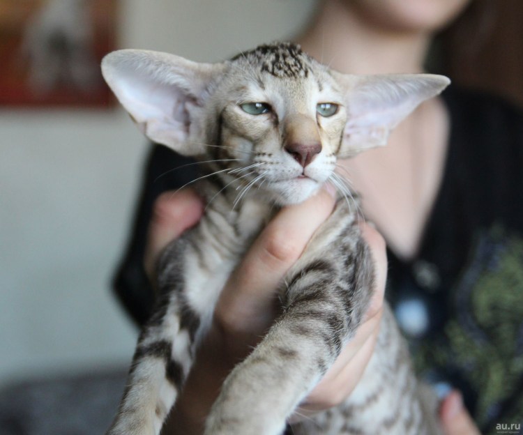 Ориентальная кошка