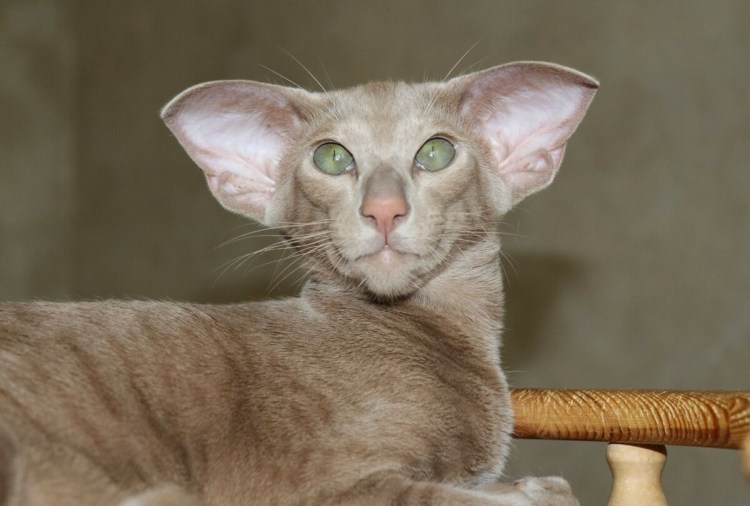 Кот породы Ориентал