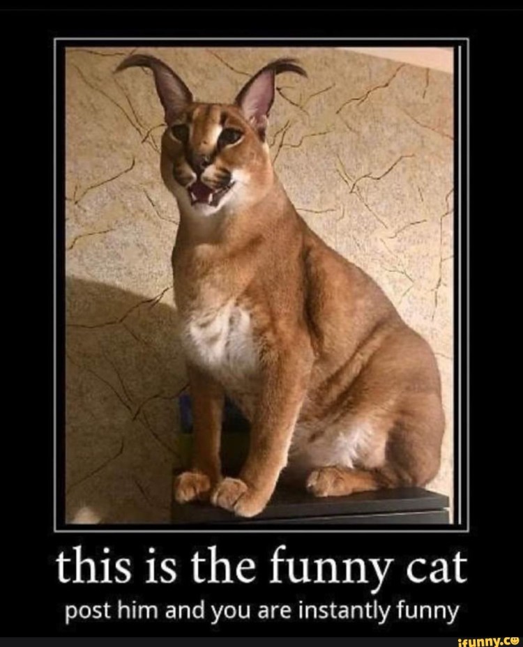 Шлёпа каракал