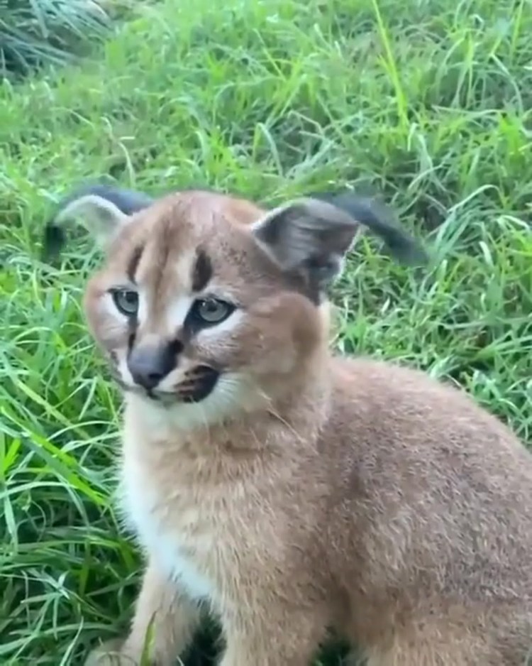 Каракал Гоша