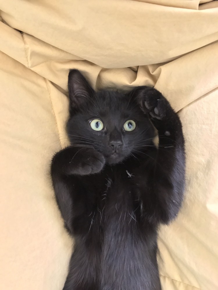 Смешной черный котенок