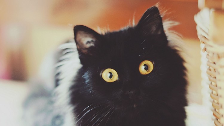 Чёрный кот с большими глазами