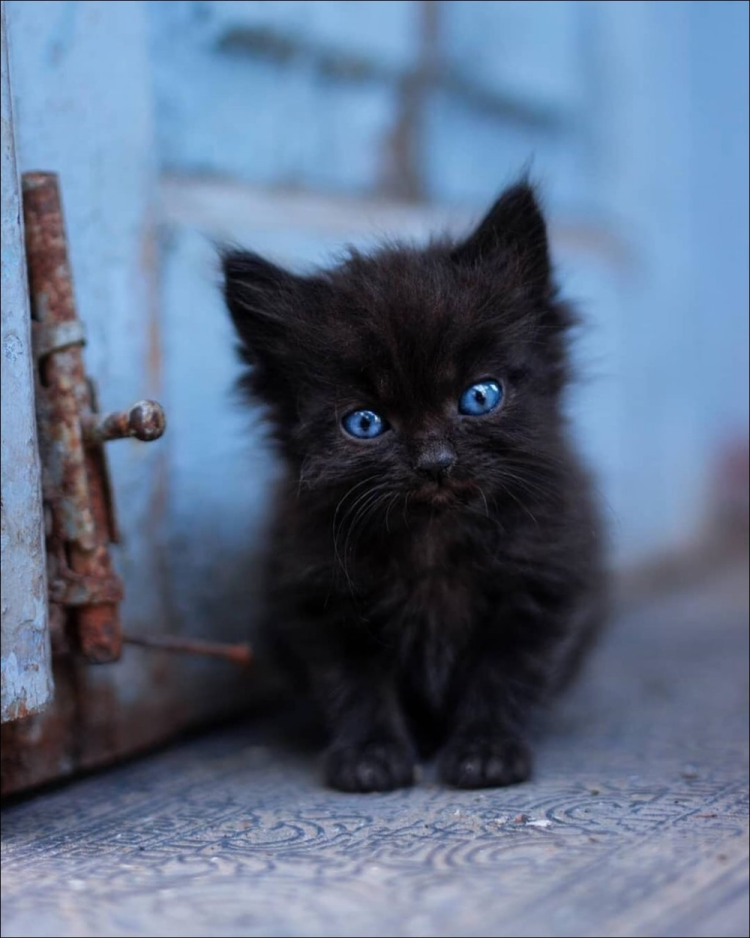 Черная Бомбейская кошка с зелеными глазами