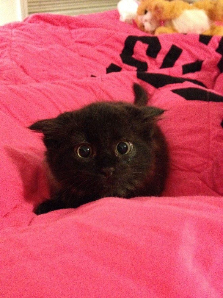 Милые чёрные котята