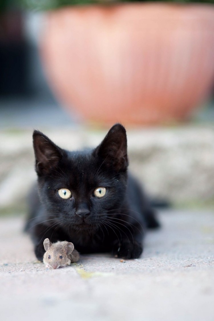 Чёрный котёнок с голубыми глазами