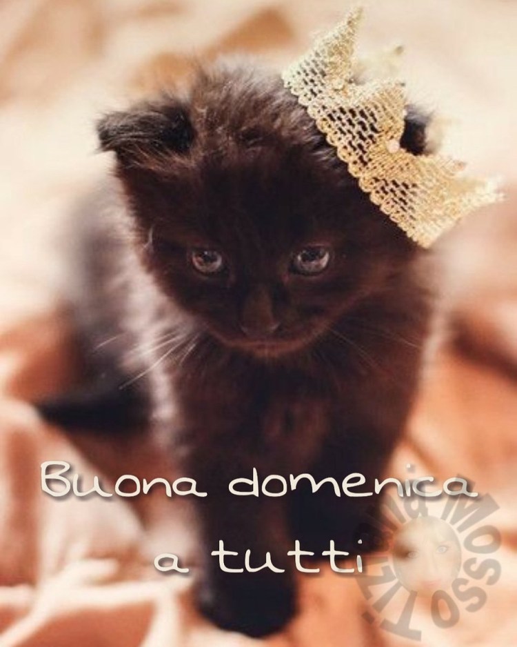 Черный котенок