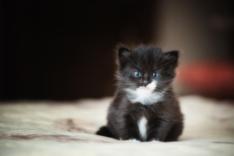 Черный кот с голубыми глазами порода